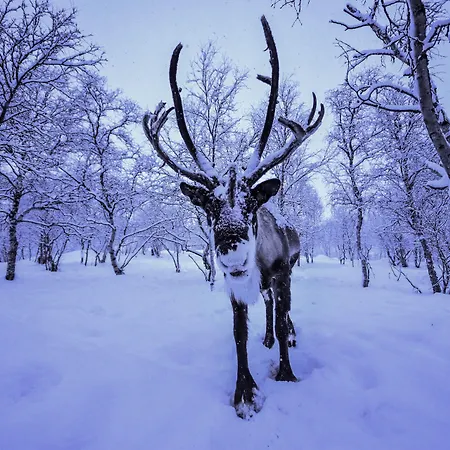 Snow Hotel 3*
